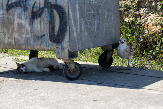 Istanbul street cat lies in deep shade beneath a metal container while a gull stands nearby on a hot summer day, showing urban animals adapting to extreme heat