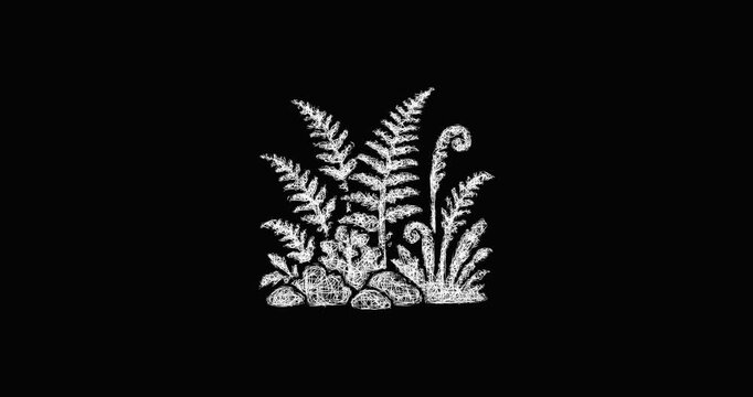Sketch fern garden icon animation - smooth progressive reveal