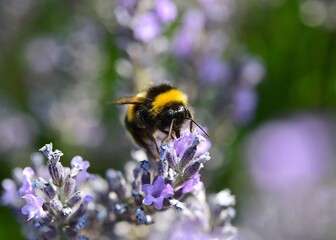 Bumblebee feeding on lavender © James