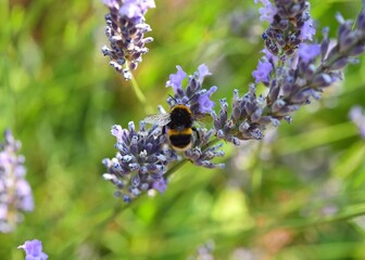 Bumblebee on lavender © James