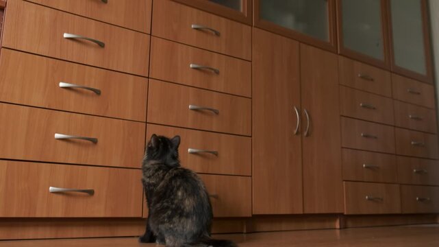 A spectacular shot of a dark tortoiseshell cat leaping high up against a wooden wardrobe while hunting a red laser pointer dot.