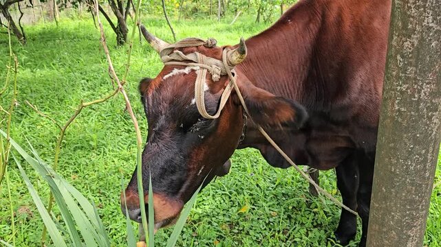 Close view of a horned brown cow wearing a rope halter and bell while chewing fresh green leaves beside a tree in a peaceful rural orchard. 