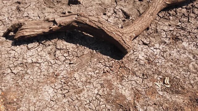 Cinematic tilt up across the cracked, dried mud of a drained boating lake during summer drought, revealing the shrunken pond and exposed lakebed under a hot clear sky in London.
