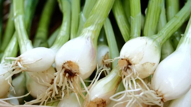 Fresh Green Onions in a Woven Basket	
