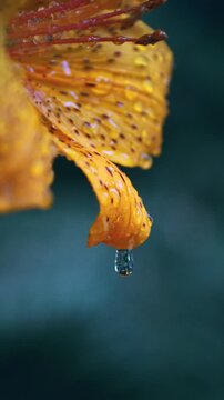 Vertical Slow Motion Macro Close Up of Orange Lily Covered With Water Droplets. Macro slow motion view of a vivid orange lily covered with sparkling water droplets after rain. Freshness, floral beauty