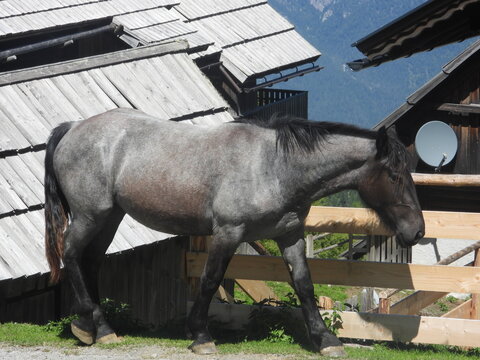 cavallo grigio a passeggio