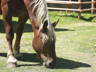primo piano cavallo al pascolo © Matteo