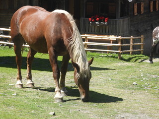primo piano cavallo al pascolo © Matteo