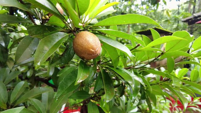Fresh Sapodilla Chikoo Fruit Close Up in Rainy Season