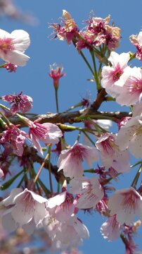 Pink Cherry Blossoms Blooming on Tree Branch Against Blue Sky