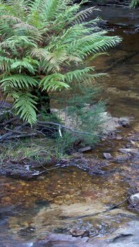 Lush Tree Fern Overhanging a Clear Forest Stream in Wentworth Falls