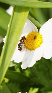 Hoverfly Pollinating a White Daisy Flower in a Garden