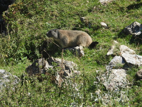 avvistamento marmotta