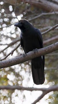 Large-billed Crow Perched on a Tree Branch in Tokyo