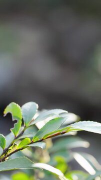 Sunlit Green Leaves Swaying in a Tokyo Garden