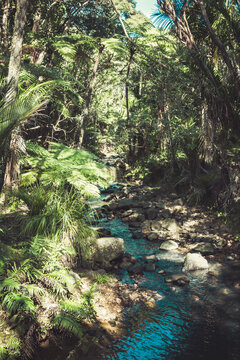A rocky stream winds through a sunlit New Zealand rainforest, framed by towering nikau palms and ferns in the Waitakere Ranges, Kitekite Track.