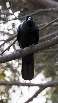 Large-Billed Crow Perched on Tree Branch in Tokyo Park