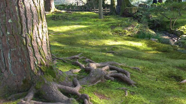 Sunlight Filtering Through Pine Trees in Kenrokuen Garden