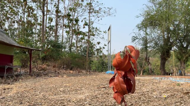 A withered young sapling struggles on dry ground in a tropical village during the dry season, showing heat stress and water scarcity through curled foliage and fragile growth in warm daylight.