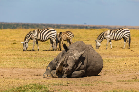 Afrika, Kenia, Ol Pejeta Conservancy