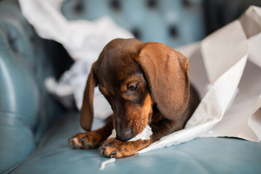 Dachshund puppy chewing on crumpled paper on a leather couch