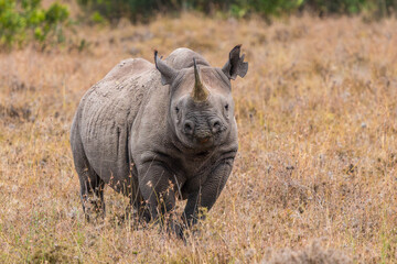 Afrika © Thomas
