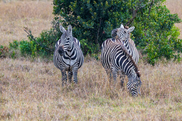 Afrika. Kenia, Ol Pejeta Conservancy © Thomas
