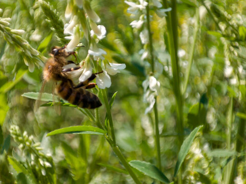 Honey bee pollinates white flower in summer meadow. Macro shot of insect collecting nectar and pollen from blooming plant.
