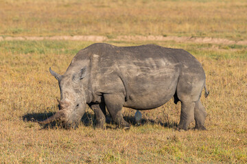 Afrika © Thomas