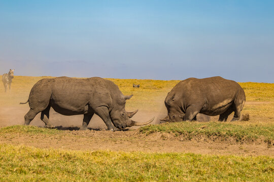 Afrika