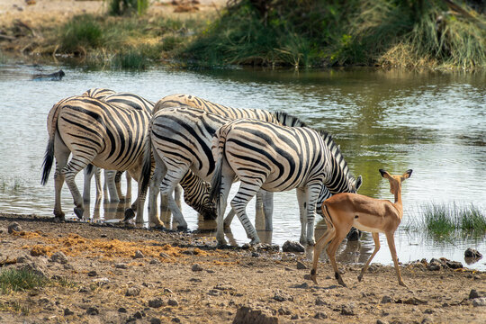 Mountain zebras drinking at a waterhole, view from behind, wildlife safari and game drive in Namibia, Africa