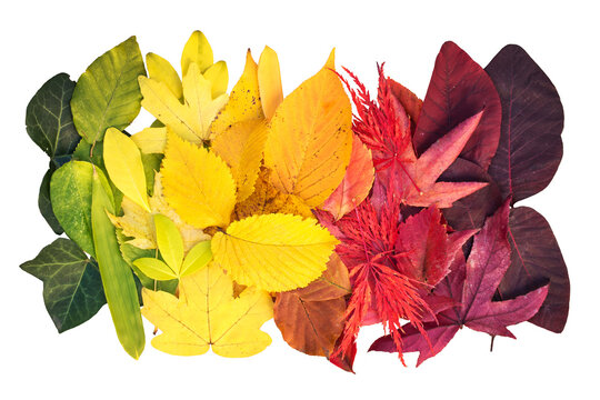 Rainbow of colorful autumnal leaves, fall foliage arrangement isolated on white or transparent background, png cut out