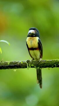 Collared Aracari toucan perched on a mossy branch in the tropical rainforest