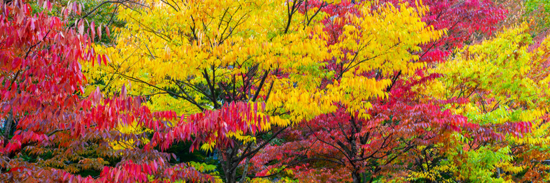 View of trees in a park with autumnal leaves turning yellow and red in fall, nature vibrant fall colors, autumn season panoramic header