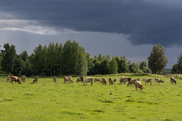 Herd of cows grazing on green pasture under dark storm clouds during summer day © Anastasiia