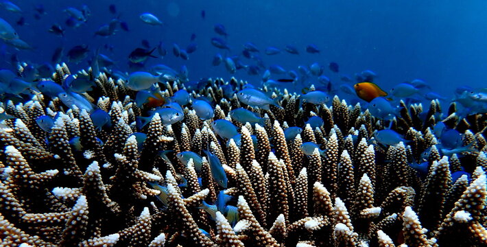 Philippines sea life