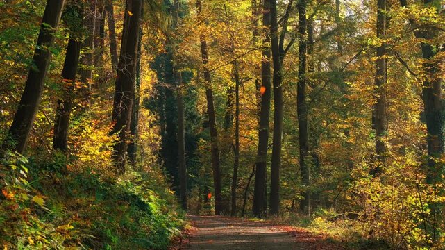 Vibrant pleasant autumn colors in a sunny forest with colorful foliage and a dirt road. Stationary calm shot with falling leaves and sunshine.