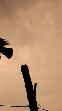 Flying Bird Silhouette Against Golden Sunset Sky, Dramatic Wildlife and Nature Scene, Bird in Flight with Outstretched Wings, Freedom and Travel Concept, Atmospheric Evening Background