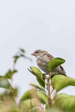 House sparrow perched in a green garden bush showing detailed feathers with a light sky background