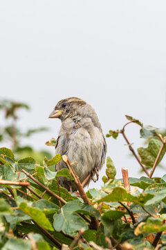 House sparrow perched in a green garden bush showing detailed feathers with a light sky background