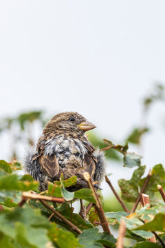 House sparrow perched in a green garden bush showing detailed feathers with a light sky background
