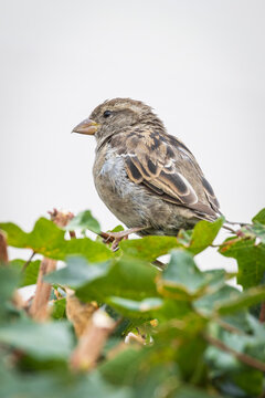 House sparrow perched in a green garden bush showing detailed feathers with a light sky background