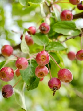 Columnar Siberian crabapple (Malus baccata 'Columnaris') with fruits in Sweden