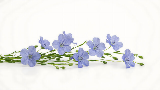 A horizontal arrangement of delicate blue flax flowers on stems isolated on a transparent background