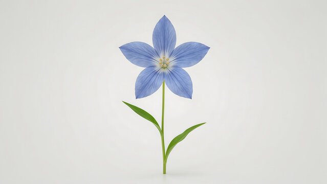 A single blue bellflower with five petals and green leaves isolated on a transparent background