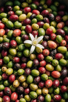 Various coffee cherries show ripening stages from green to deep red alongside a white blossom. Close up view of unpicked fruit on branches, raw ingredient for drink.