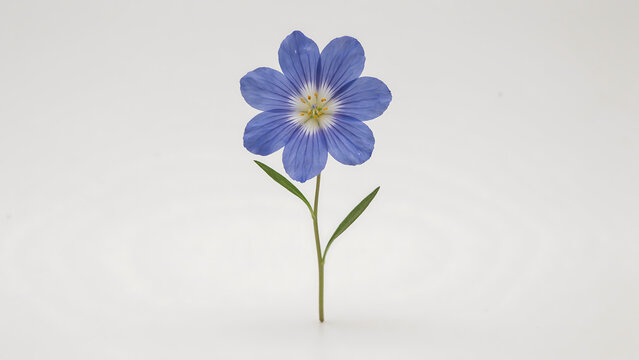 A single blue flax flower with green stem and leaves isolated on a transparent background