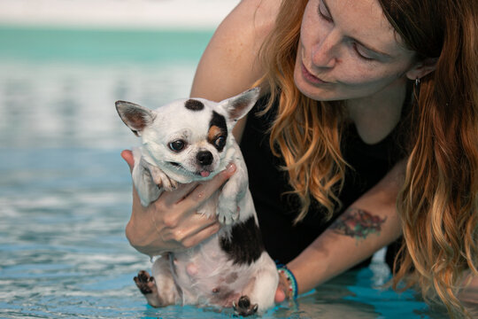 chihuahua al corso di nuoto