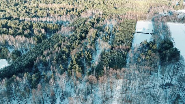 Dense botanical forest canopy seen from above