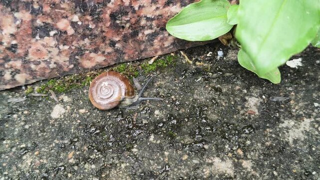 Oxychilus draparnaudi or&nbsp;Draparnaud's glass snail. It&nbsp;is a species of small&nbsp;land snail, a&nbsp;terrestrial&nbsp;pulmonate&nbsp;gastropod&nbsp;mollusc&nbsp;in the family&nbsp;Oxychilidae, the glass snails. Snail in wall rain season